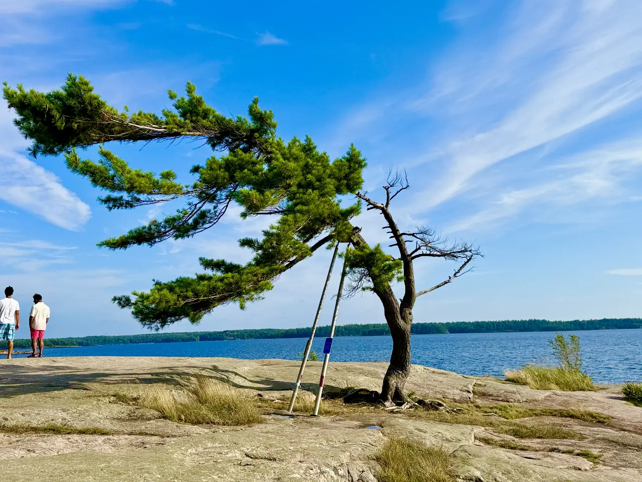 The Killbear Tree: A Georgian Bay Icon Worth the Drive
