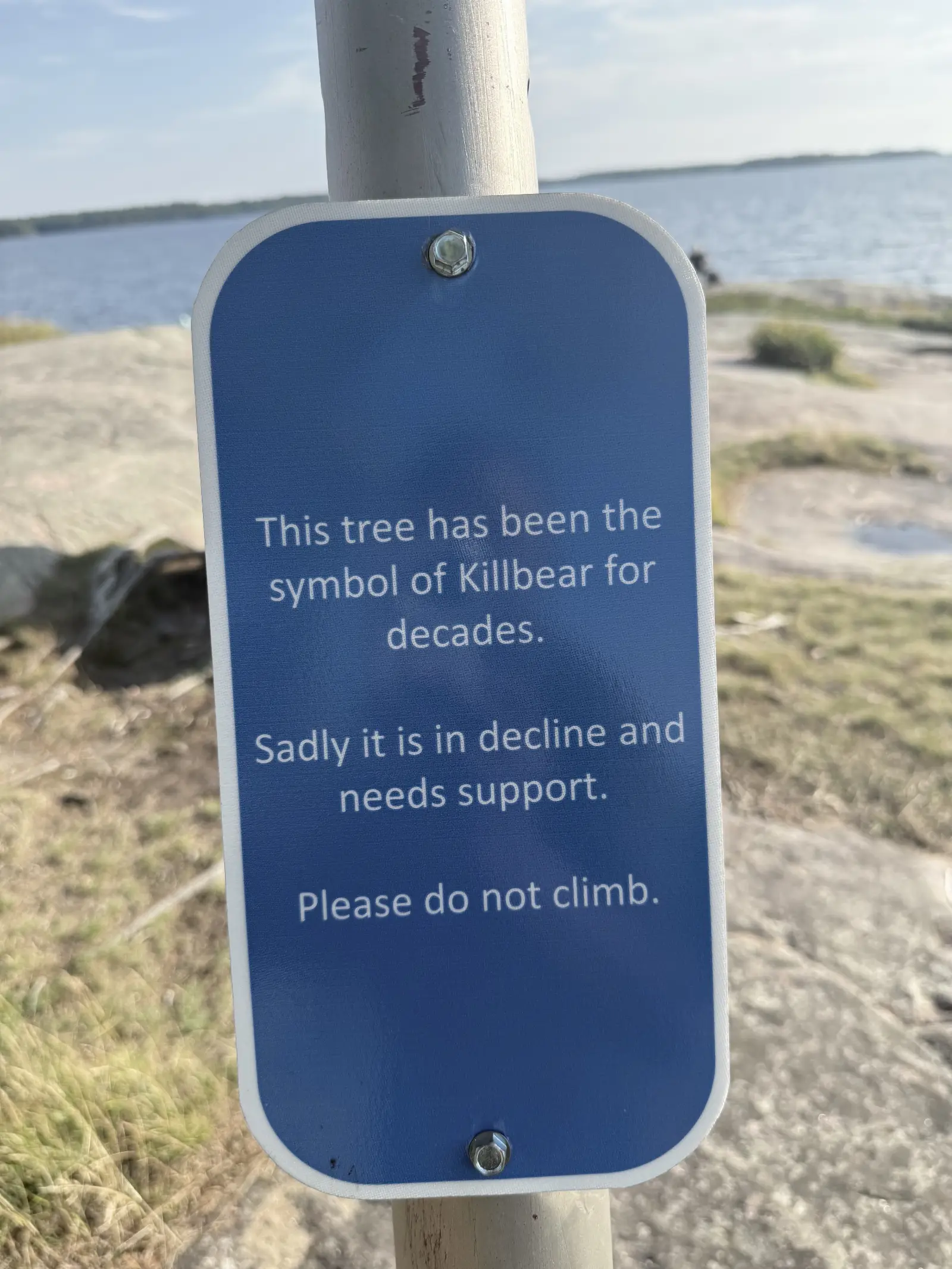 The Killbear Tree's wind-shaped crown seen from Sunset Rocks, Killbear Provincial Park
