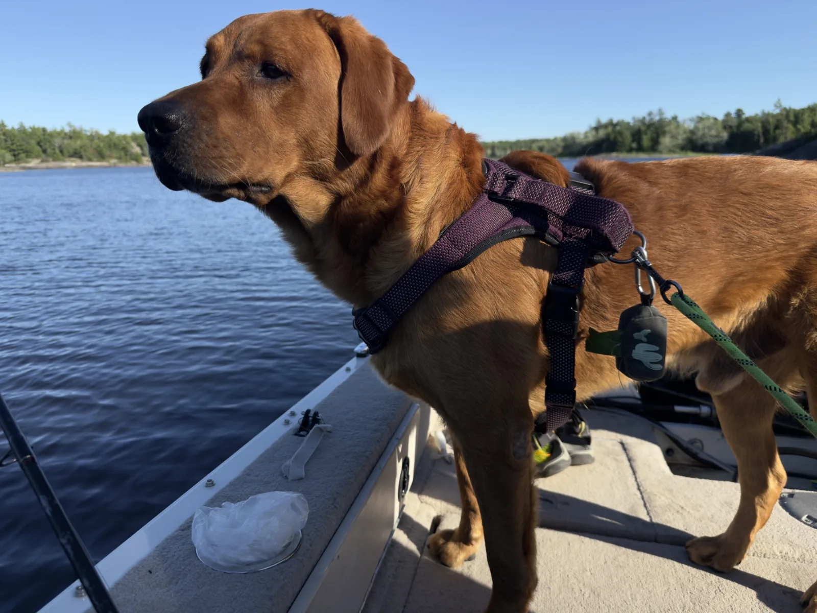 Pet-Friendly Travel Tips for Your Northern Ontario Cottage Trip