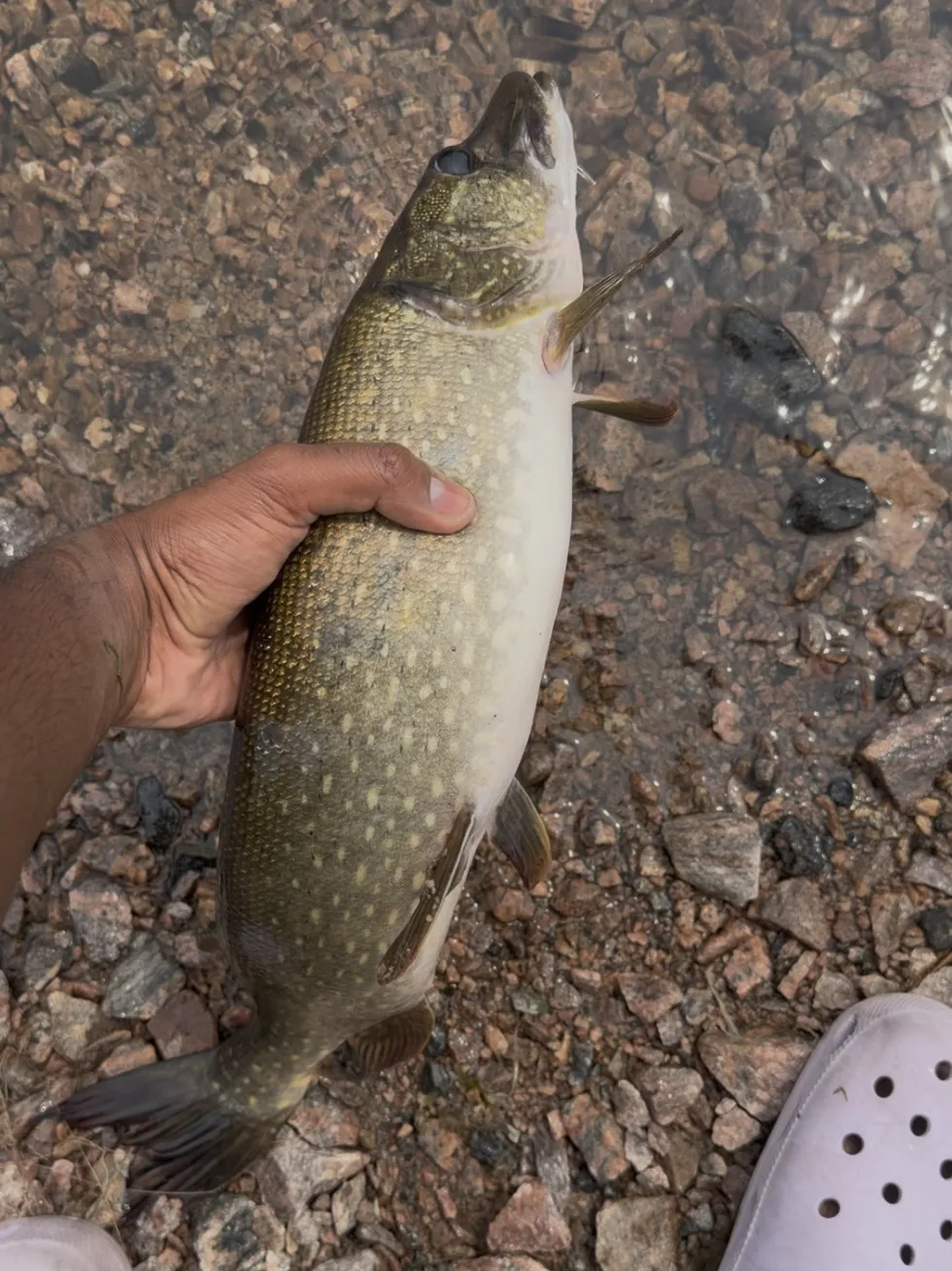 Northern pike caught right off the docks at The Cedar