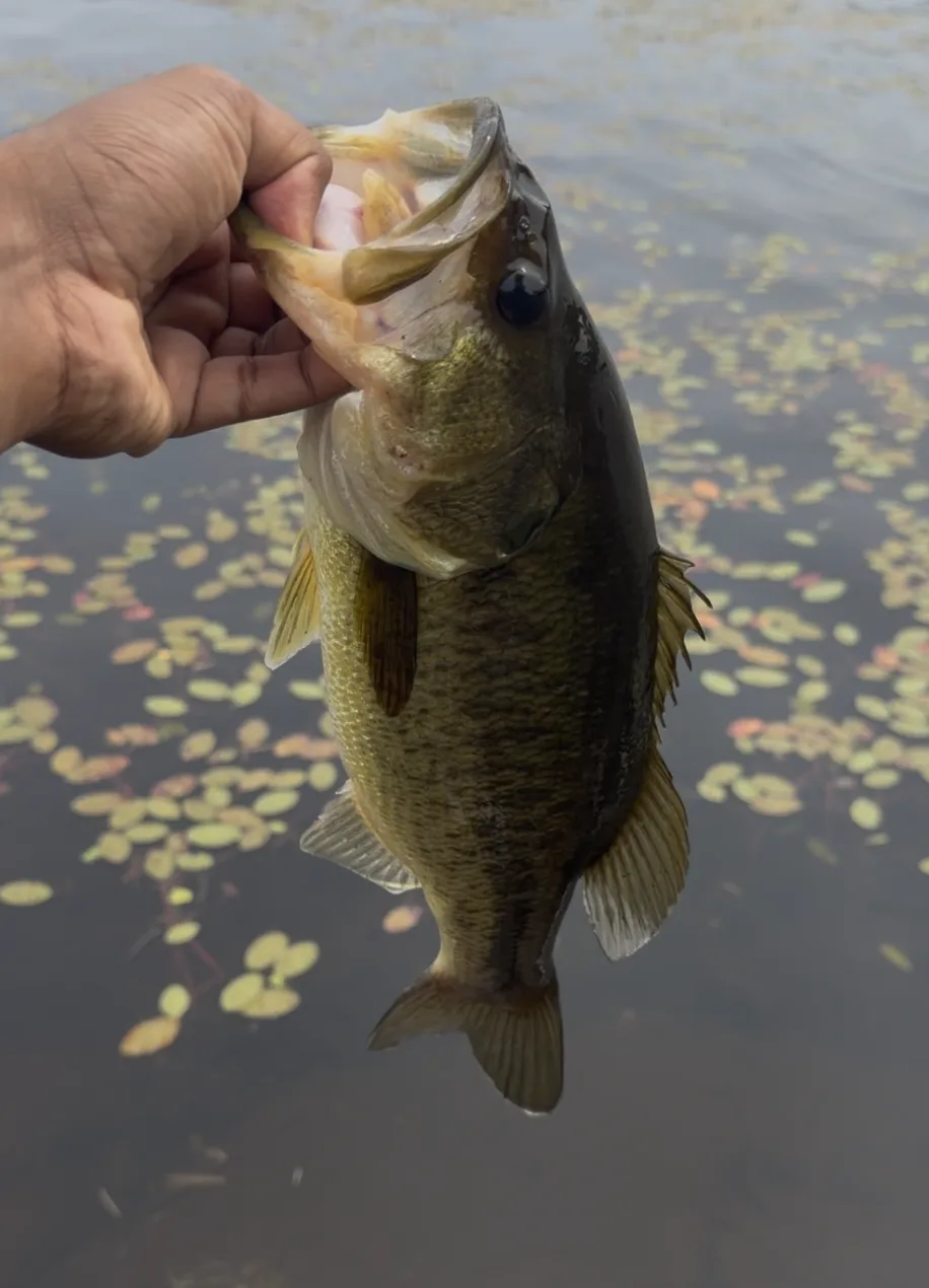 Bass fishing success right from the docks at our waterfront cottages