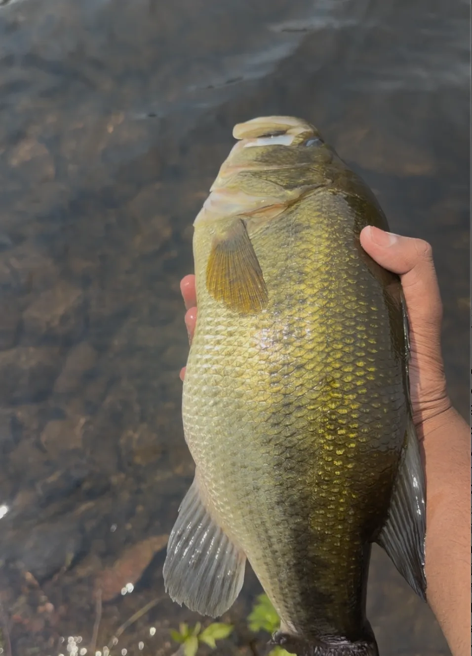 Another nice bass landed off the docks at Hartley Bay Cottages