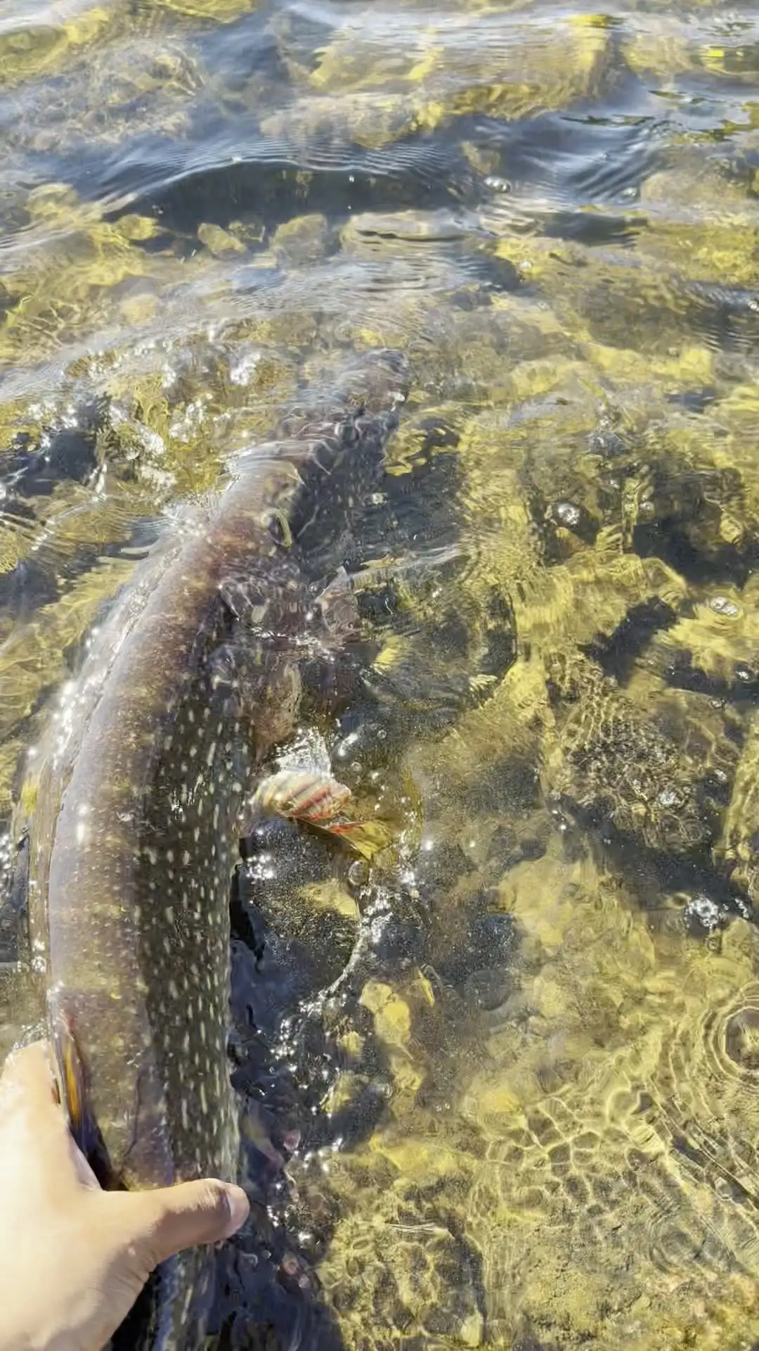 Catch and Release Pike at Badger Lake
