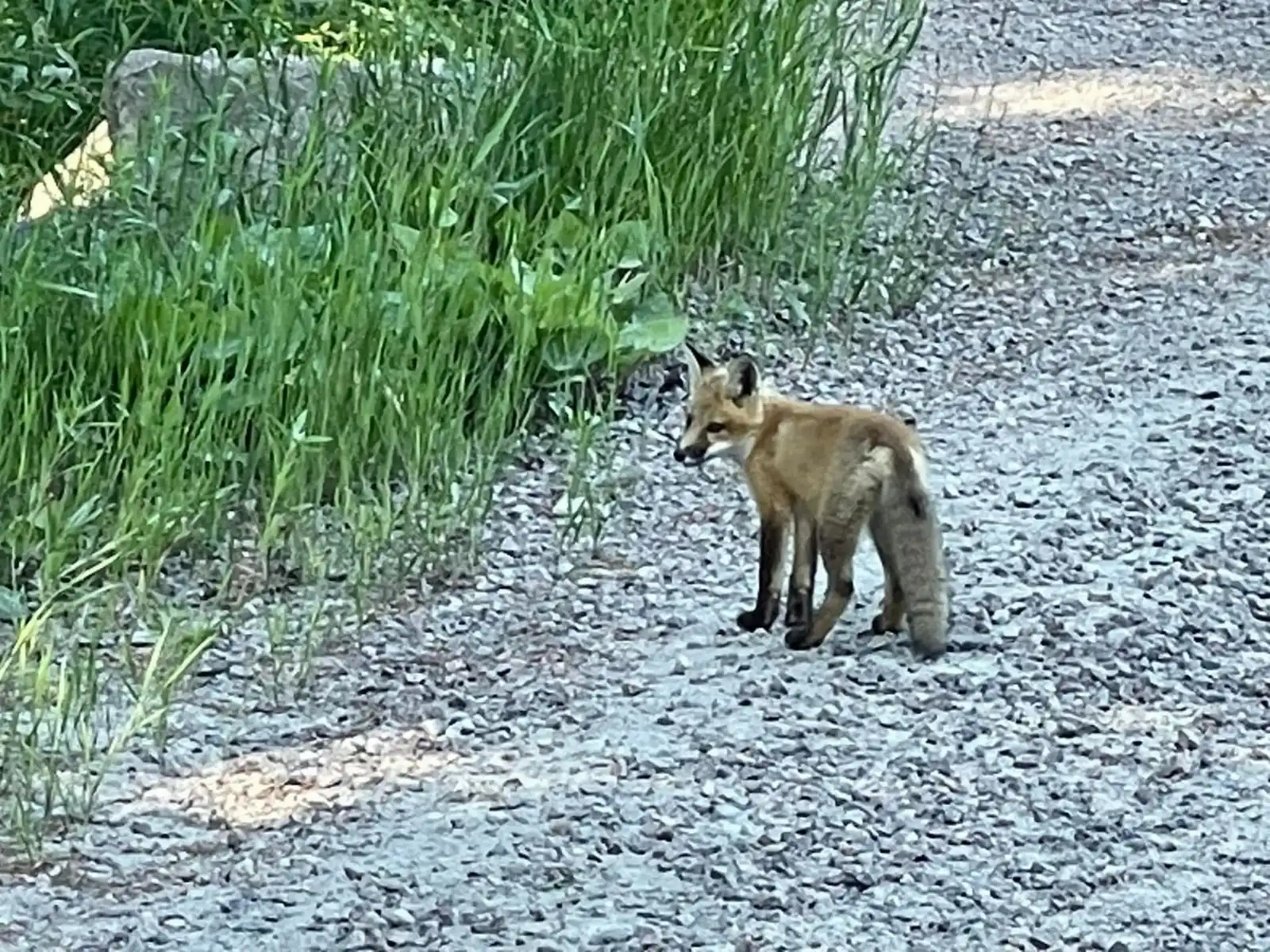 Young fox pup spotted on Hartley Bay Road near our waterfront cottages