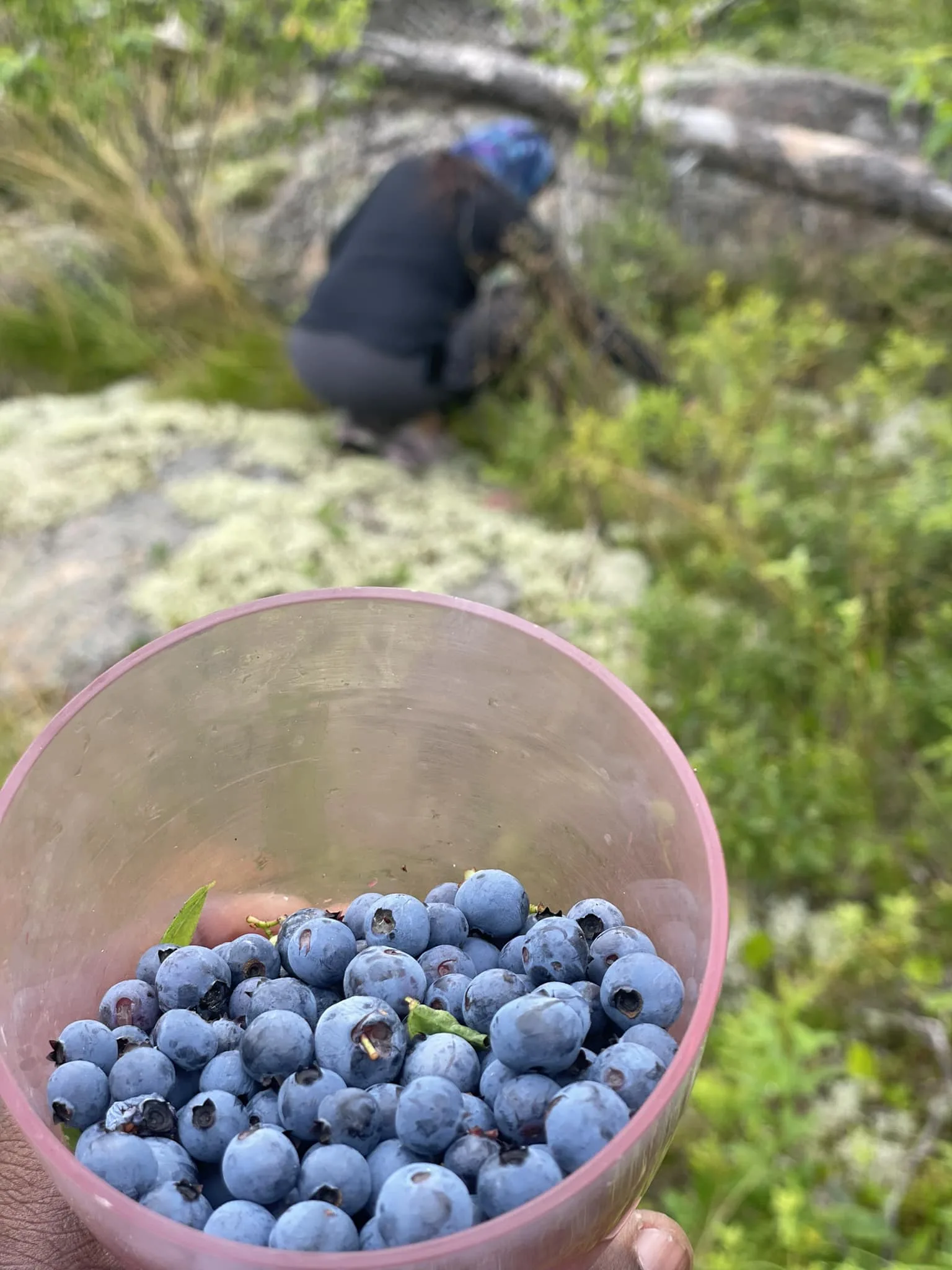 Fresh wild blueberries picked near Hartley Bay Cottages