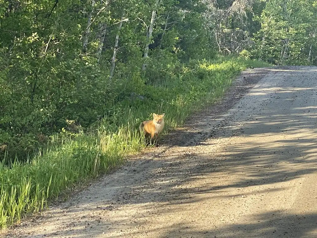 Mama fox near the cottages on Hartley Bay Road