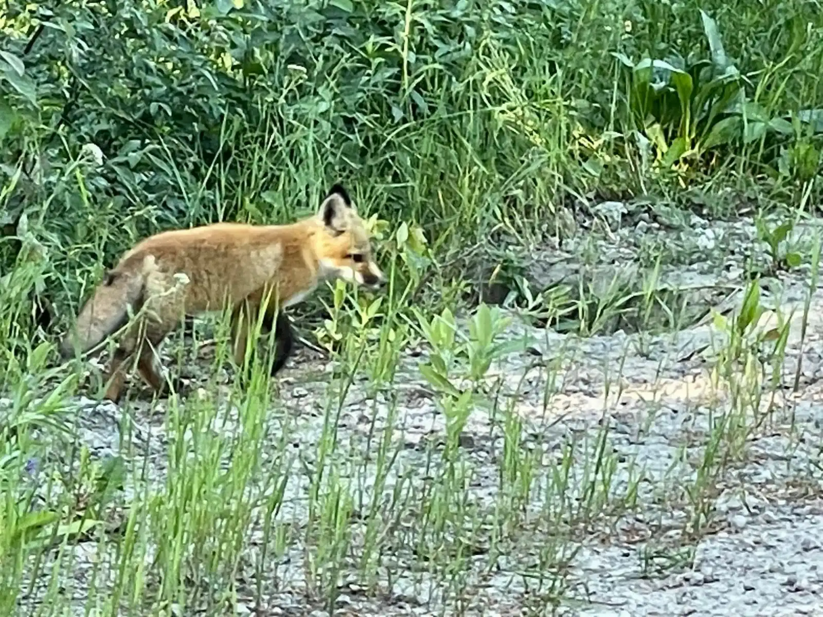 Another close-up of a curious fox pup near Hartley Bay Cottages