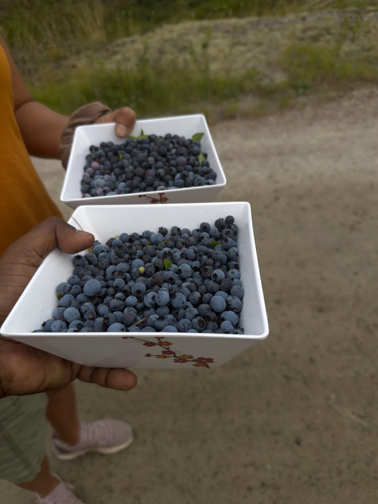 Guests picking wild blueberries near Hartley Bay Cottages