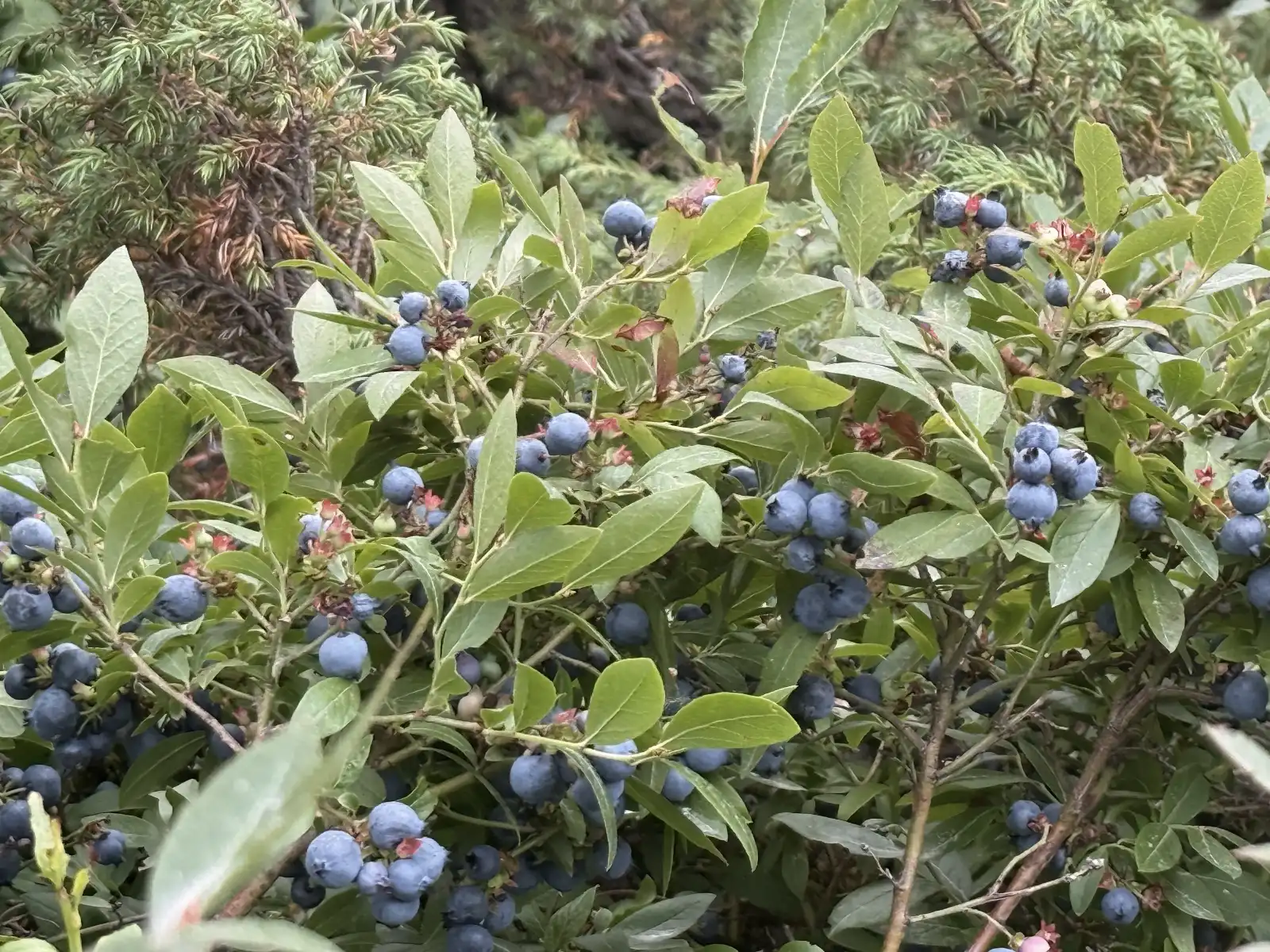 Wild blueberries growing all around the property at Killarney