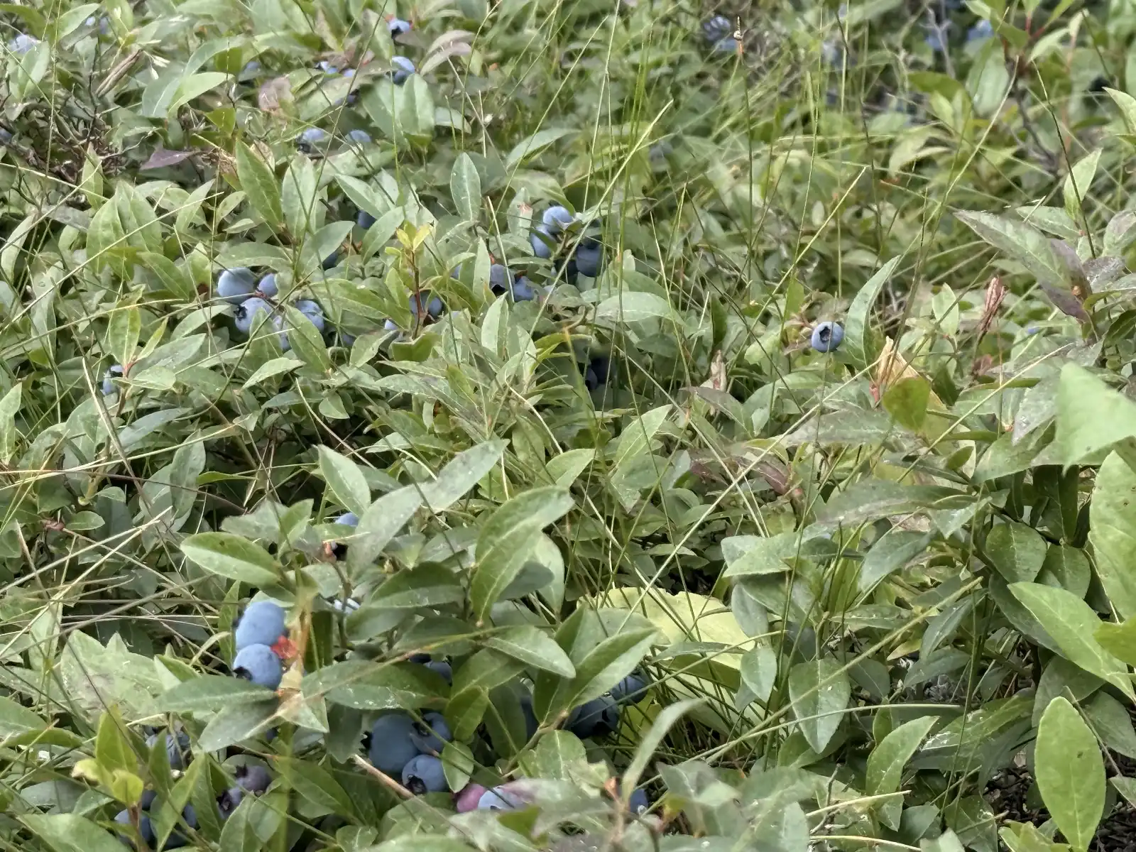 Blueberry bushes surrounding Hartley Bay Cottages in season