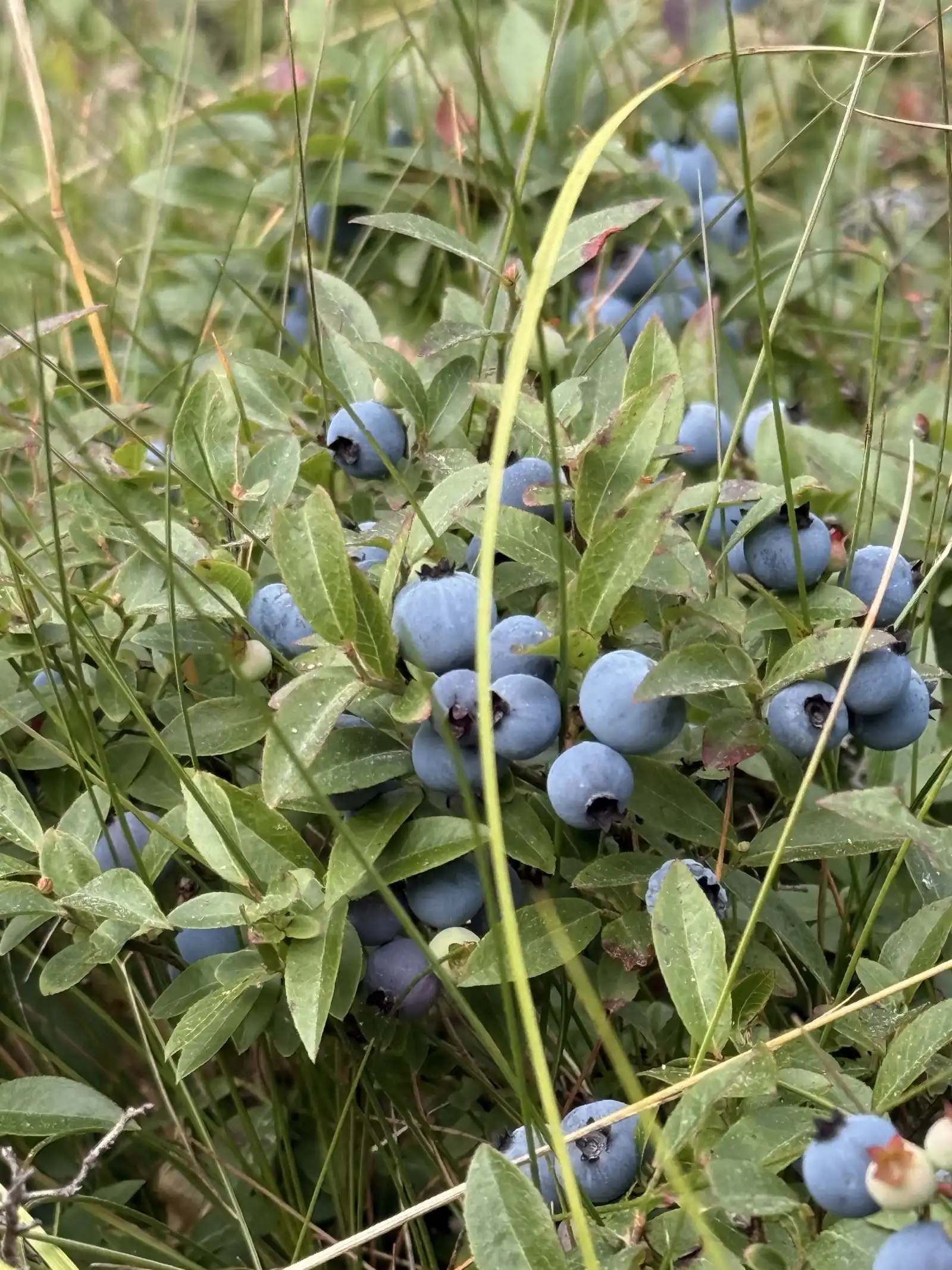 Abundant wild blueberries near our Killarney-area cottages