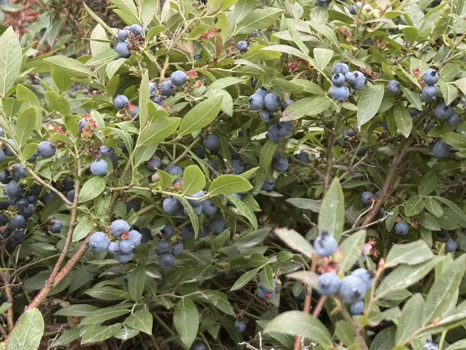 Peak blueberry season at Hartley Bay Cottages in Killarney